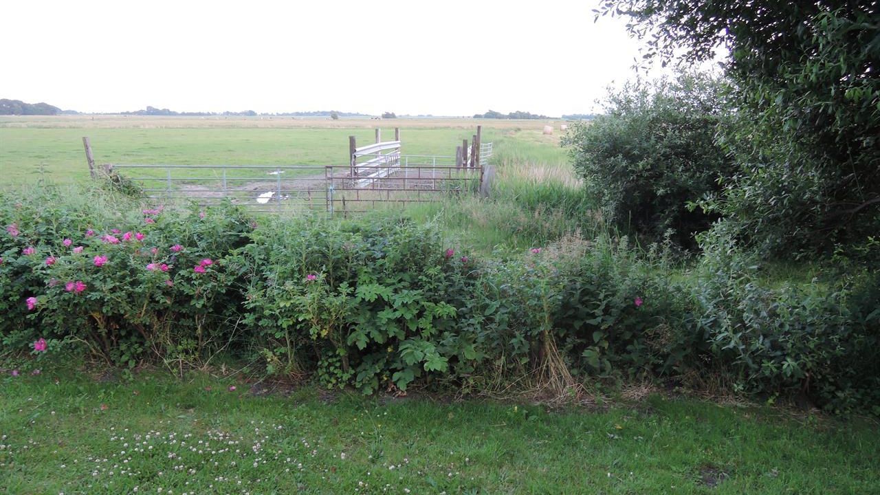 Blick auf Wiese Blick auf Wiese